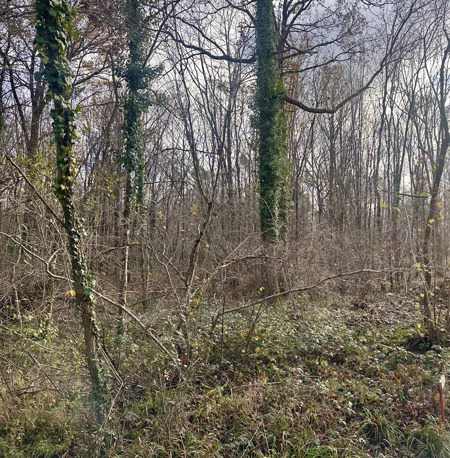 Vente Terrain FONTAINES EN SOLOGNE - -119780 m² - (41250)
