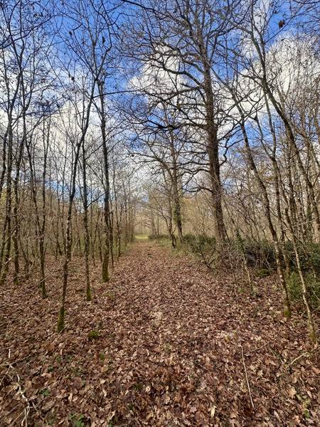 Vente Terrain FONTAINES EN SOLOGNE - -119780 m² - (41250)