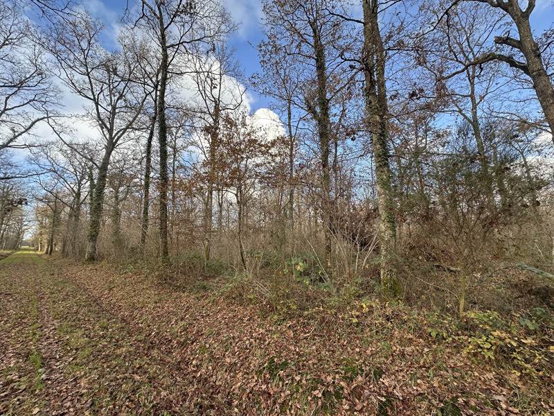 Vente Terrain FONTAINES EN SOLOGNE - -119780 m² - (41250)