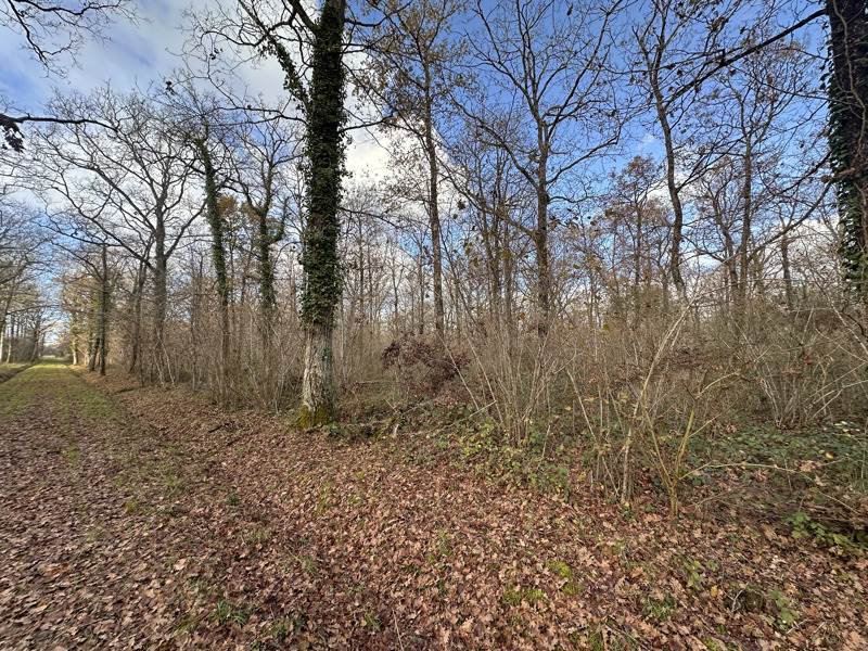 Vente Terrain FONTAINES EN SOLOGNE - -119780 m² - (41250)
