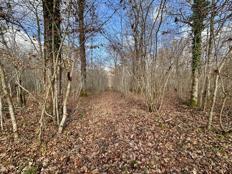 Vente Terrain FONTAINES EN SOLOGNE - -119780 m² - (41250)