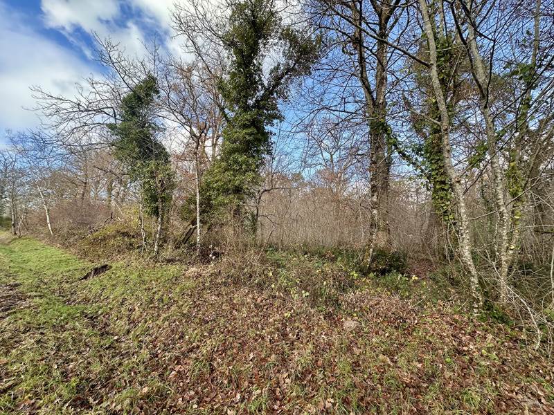 Vente Terrain FONTAINES EN SOLOGNE - -119780 m² - (41250)