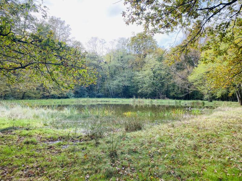 Vente Château Cour-Cheverny - 19 pièces -480 m² - (41700)