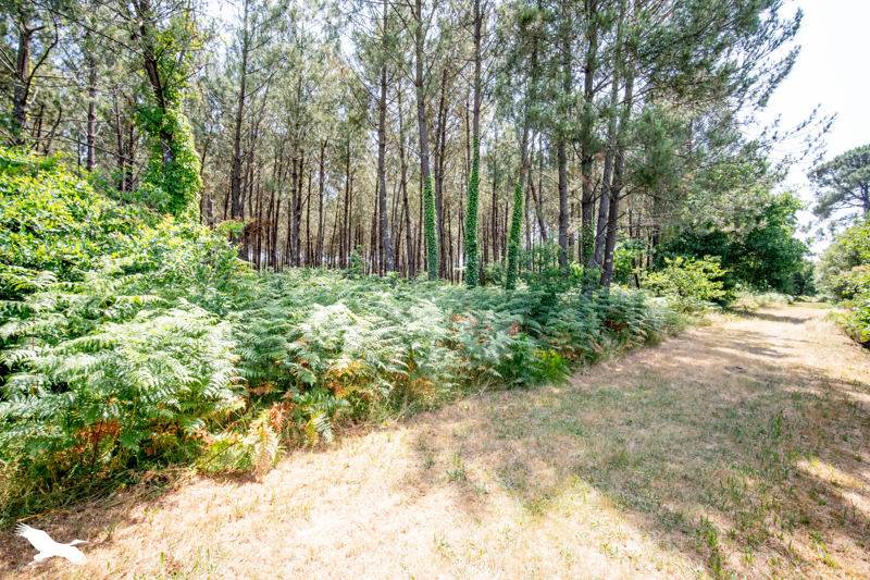 Vente Maison LABOUHEYRE - 6 pièces -128 m² - (40210)