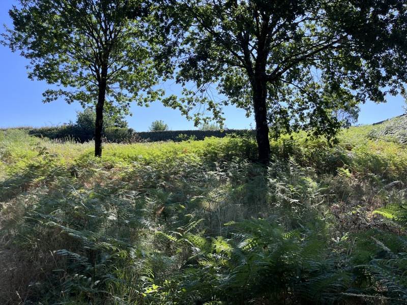 Vente Terrain RION DES LANDES - -2067 m² - (40370)