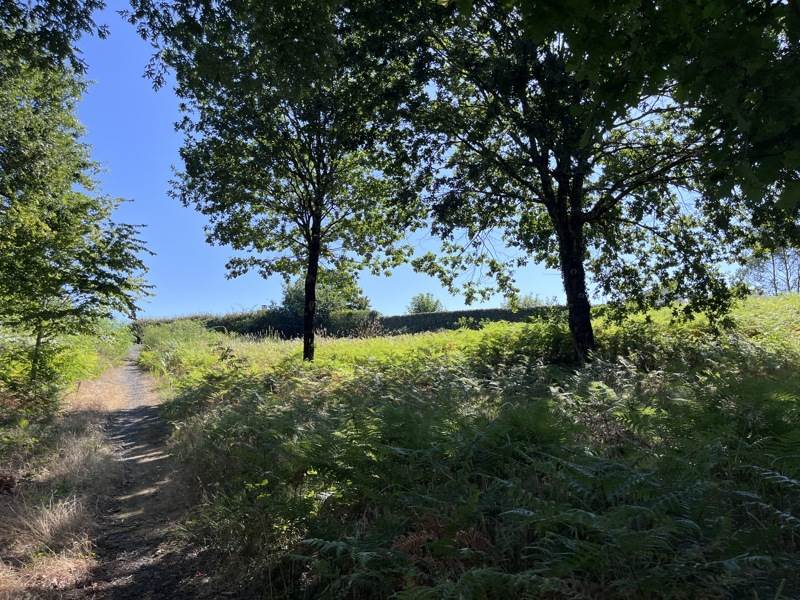 Vente Terrain RION DES LANDES - -2067 m² - (40370)