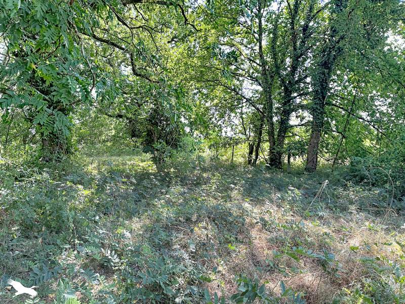 Vente Maison LABRIT - 4 pièces -87 m² - (40420)