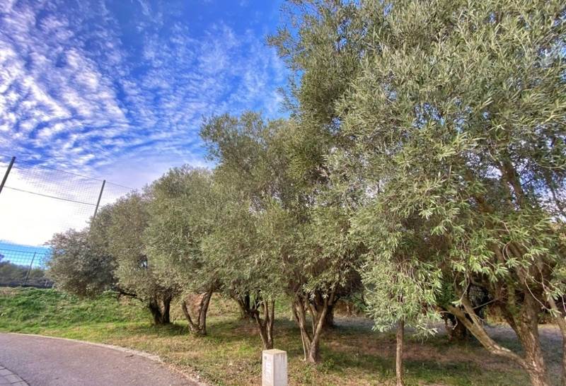 Vente Terrain CASTRIES - -401 m² - (34160)