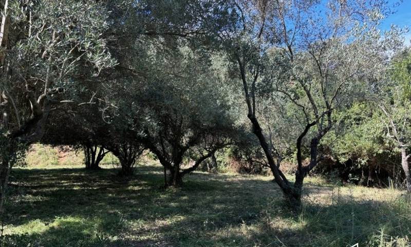 Vente Terrain CASTRIES - -401 m² - (34160)