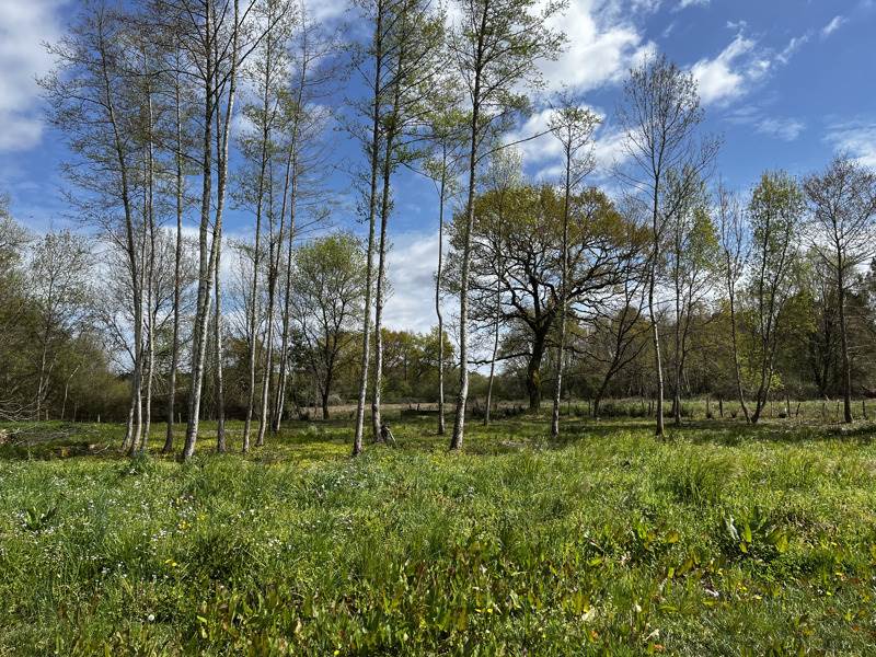 Vente Terrain MONTENDRE - -2920 m² - (17130)