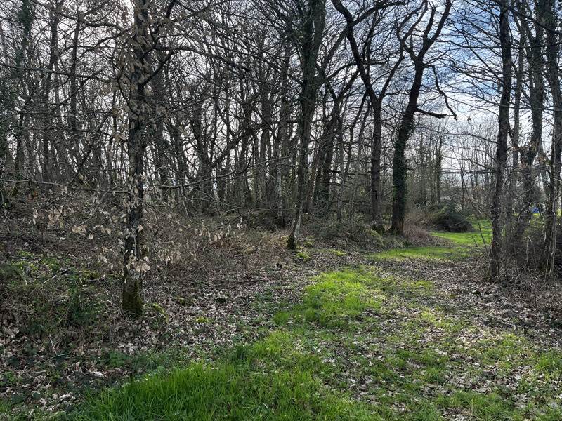 Vente Terrain MONTENDRE - -7284 m² - (17130)