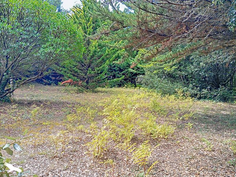 Vente Maison Dolus-d'Oléron - 4 pièces -93 m² - (17550)
