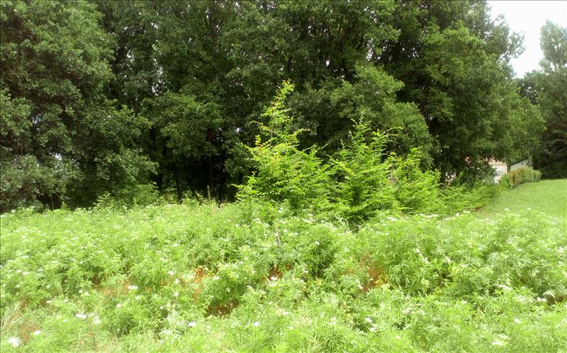 Vente Terrain JONZAC - -1811 m² - (17500)