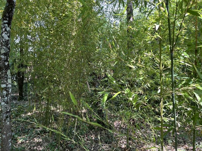 Vente Terrain MARTIGNAS SUR JALLE - -810 m² - (33127)